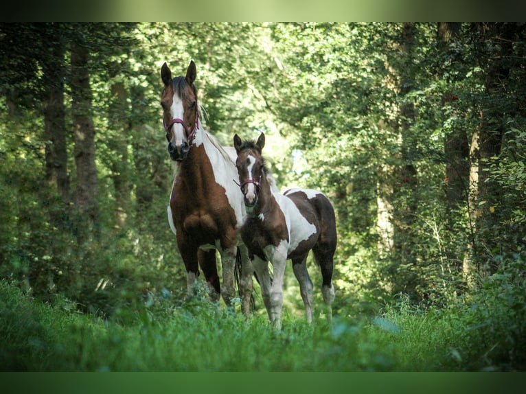 Other Warmbloods Mix Mare 2 years 13,2 hh Pinto in Dwingeloo