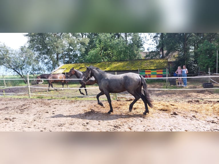 Other Warmbloods Mix Mare 2 years 14,2 hh Smoky-Black in Veendam