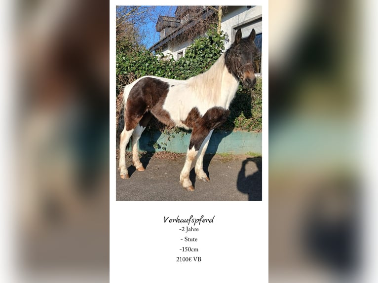 Other Warmbloods Mare 2 years 14,2 hh Pinto in Nettersheim