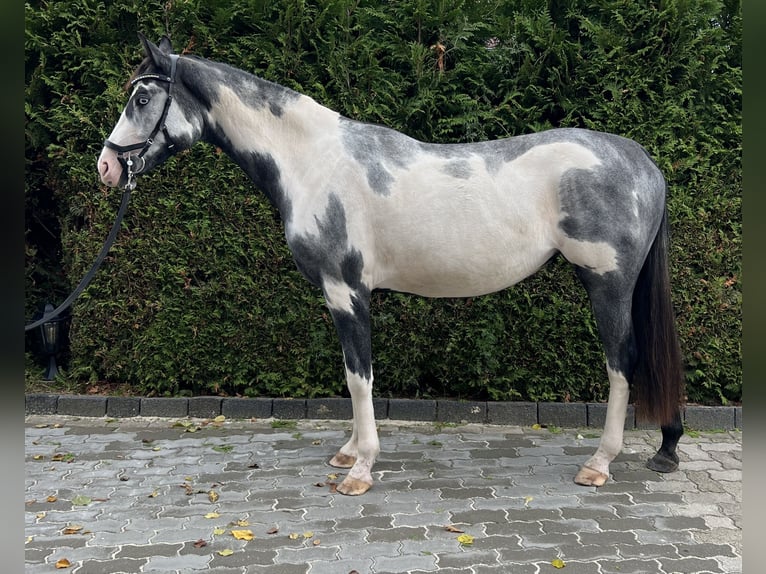 Other Warmbloods Mix Mare 2 years 15,2 hh Pinto in Seesen