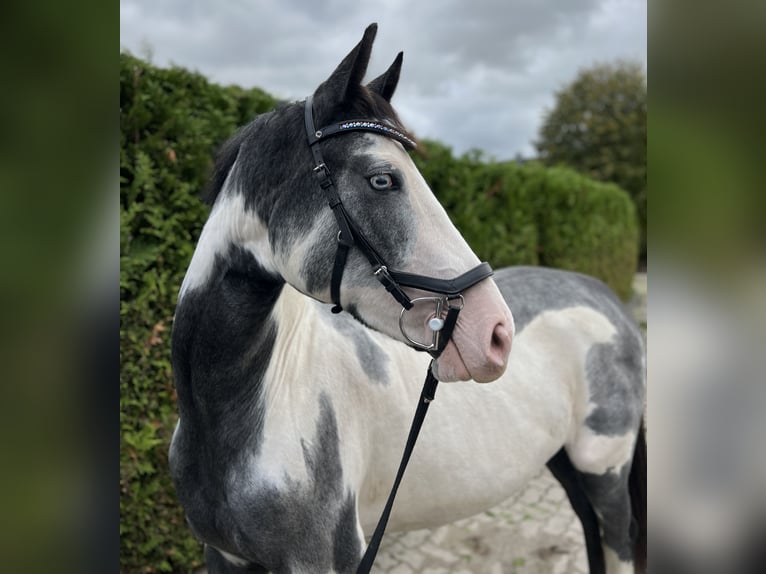 Other Warmbloods Mix Mare 2 years 15,2 hh Pinto in Seesen