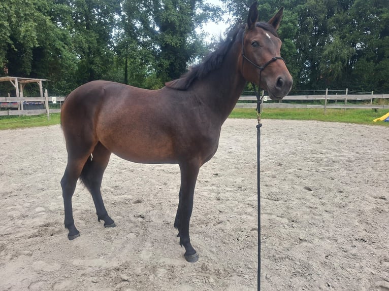 Other Warmbloods Mix Mare 2 years 15 hh Bay-Dark in Rhauderfehn