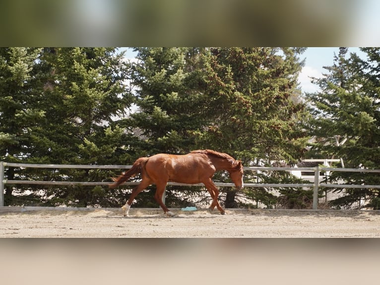 Other Warmbloods Mare 2 years 15 hh Chestnut in Red deer