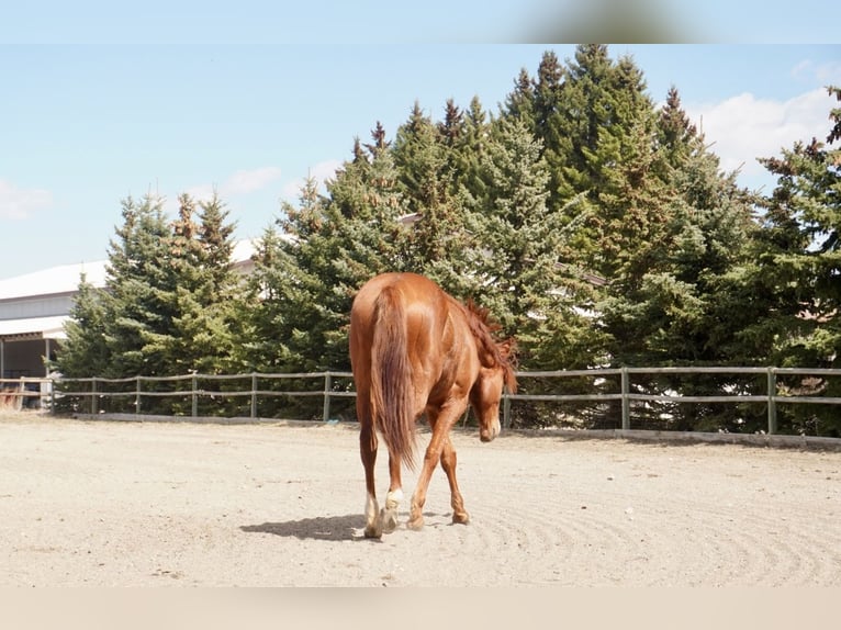 Other Warmbloods Mare 2 years 15 hh Chestnut in Red deer