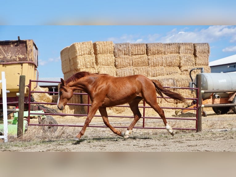 Other Warmbloods Mare 2 years 15 hh Chestnut in Red deer