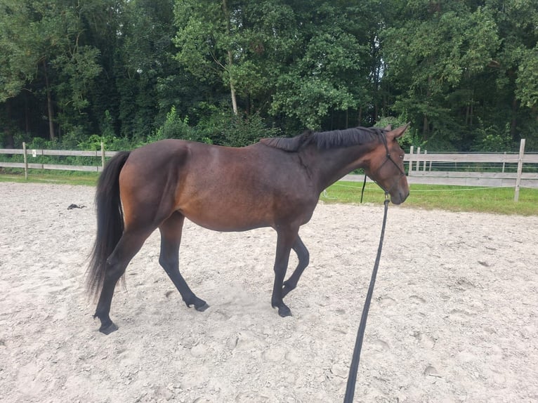 Other Warmbloods Mix Mare 2 years 15,1 hh Bay-Dark in Rhauderfehn