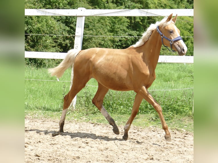 Other Warmbloods Mare 2 years 16,1 hh Palomino in Borgentreich