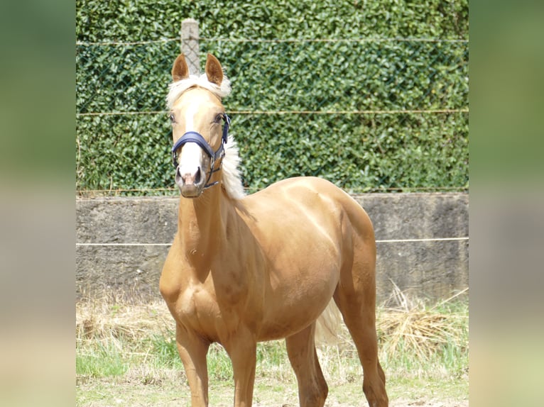 Other Warmbloods Mare 2 years 16,1 hh Palomino in Borgentreich