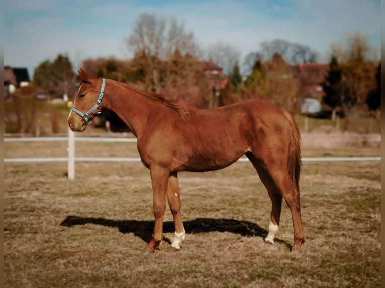 Other Warmbloods Mare 2 years 16.2 hh  in Podwilcze