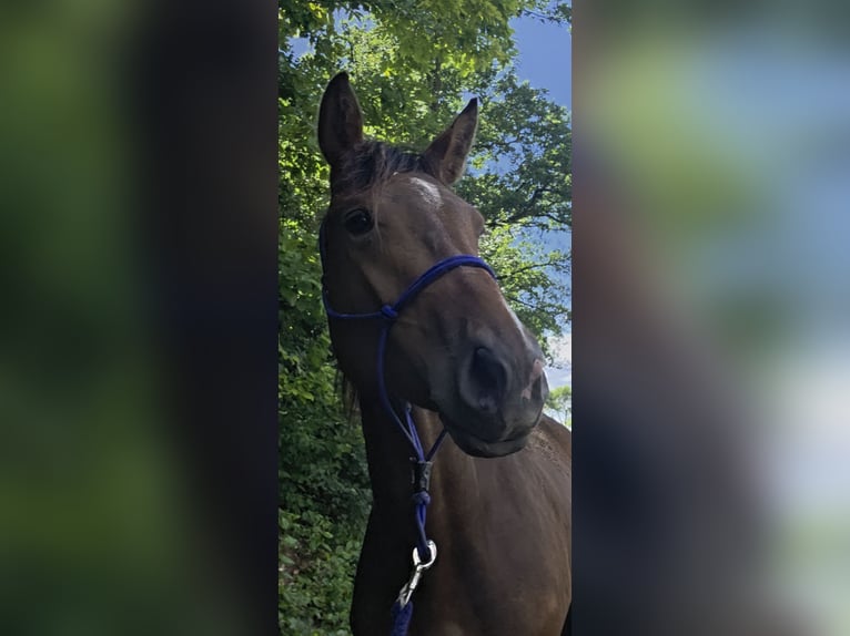 Other Warmbloods Mare 2 years 16 hh Brown in Haigerloch