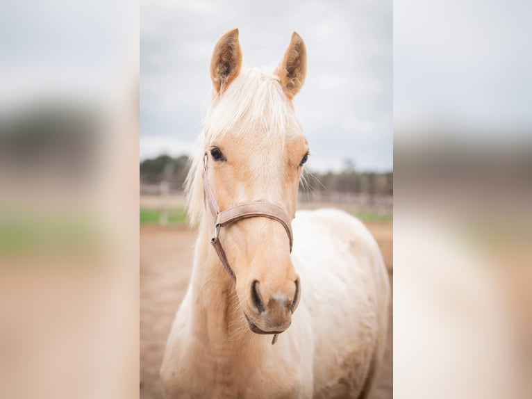 Other Warmbloods Mare 2 years Palomino in Witnica