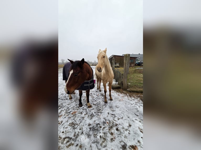 Other Warmbloods Mare 2 years Palomino in Witnica