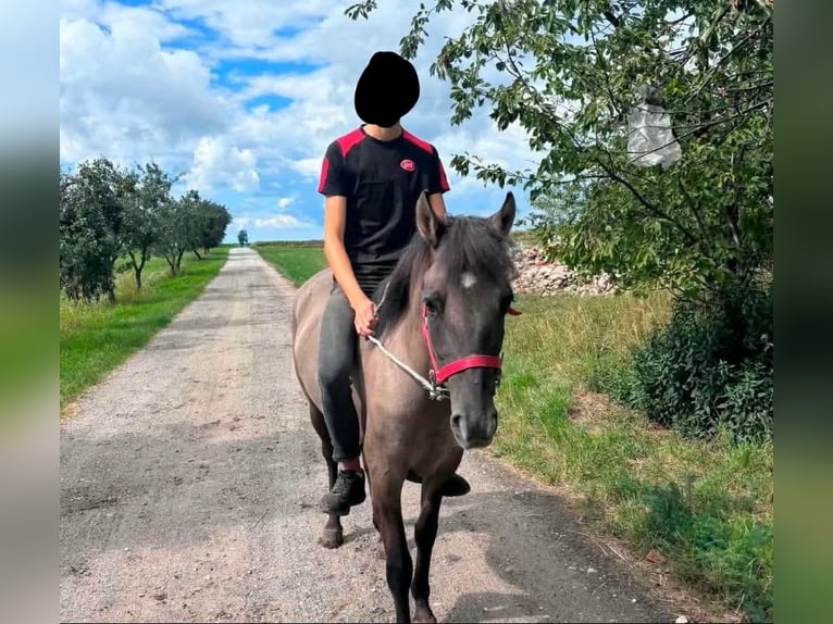 Other Warmbloods Mare 3 years 13.2 hh  in Daleiden
