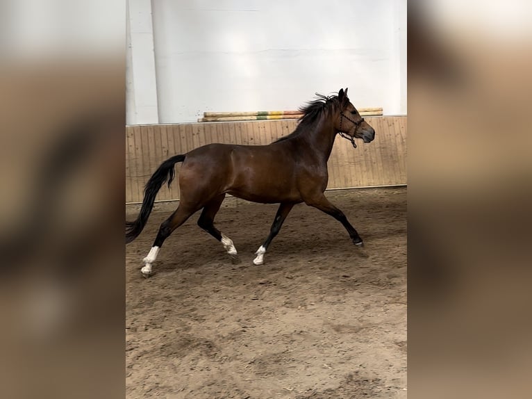 Other Warmbloods Mare 3 years 14,1 hh Brown in Hohenahr