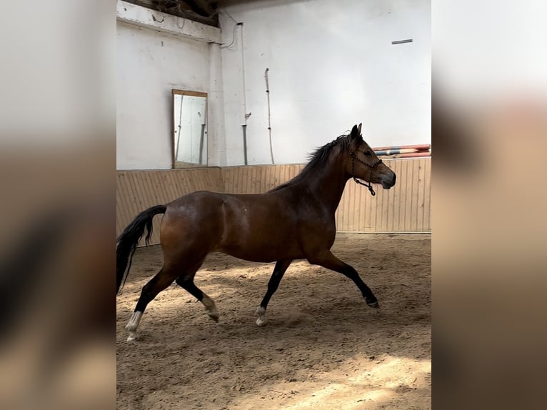 Other Warmbloods Mare 3 years 14,1 hh Brown in Hohenahr