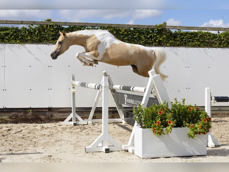 Other Warmbloods Mare 3 years 14,2 hh Palomino in Waddinxveen