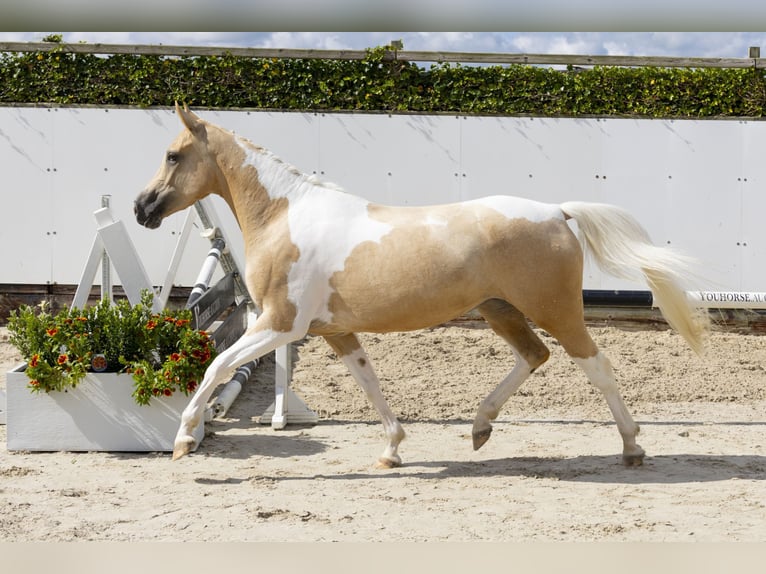 Other Warmbloods Mare 3 years 14,2 hh Palomino in Waddinxveen