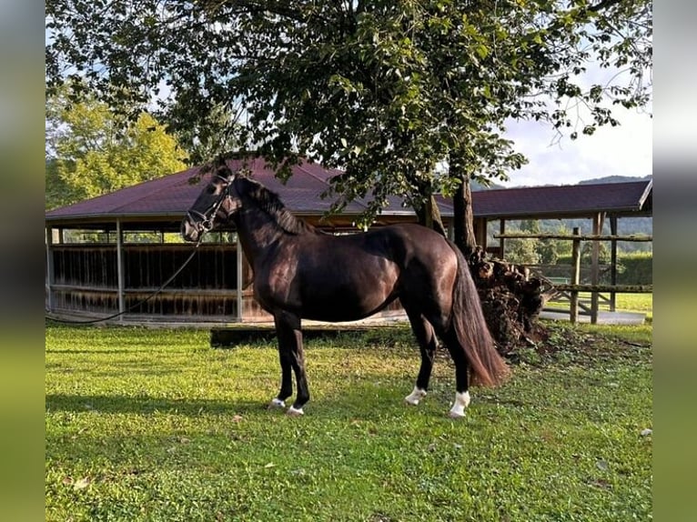 Other Warmbloods Mare 3 years 14,3 hh Black in Wellheim