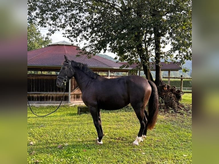 Other Warmbloods Mare 3 years 14,3 hh Black in Wellheim