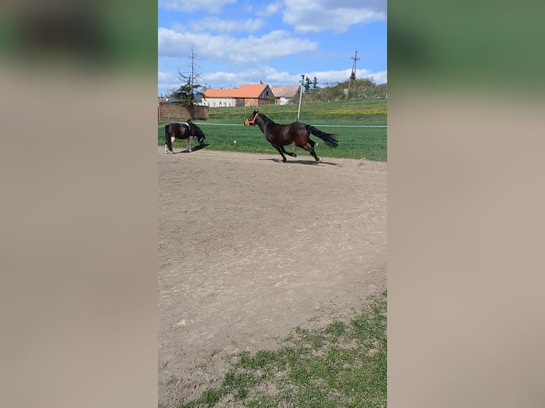 Other Warmbloods Mix Mare 3 years 15.1 hh Brown in Schrattenberg