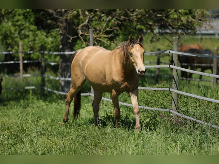 Other Warmbloods Mare 3 years 15.2 hh Champagne in Waldshut-Tiengen