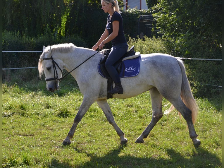 Other Warmbloods Mix Mare 3 years 15,2 hh Gray in Bretten