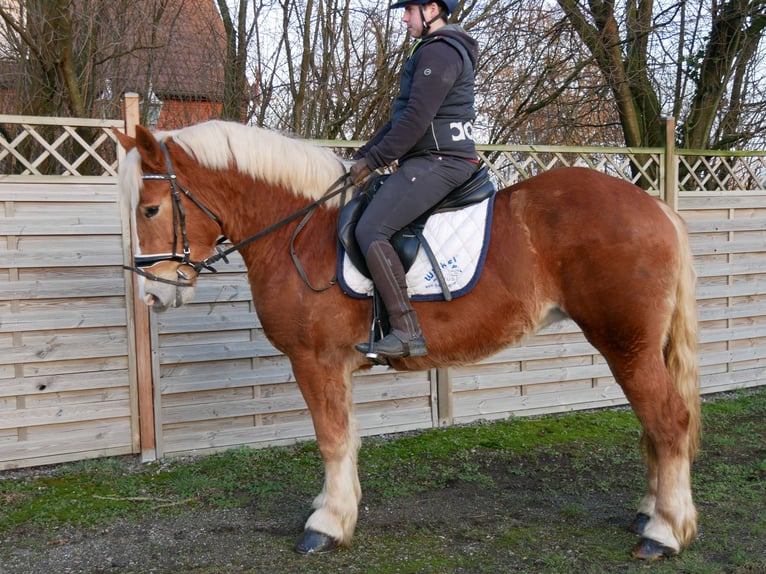 Other Warmbloods Mix Mare 3 years 15 hh Chestnut-Red in Dorsten
