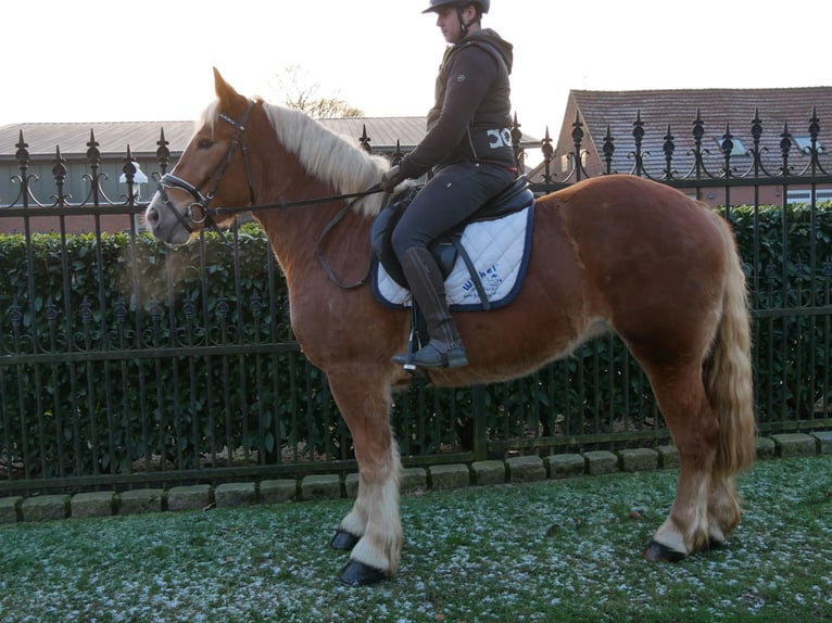 Other Warmbloods Mix Mare 3 years 15 hh Chestnut-Red in Dorsten