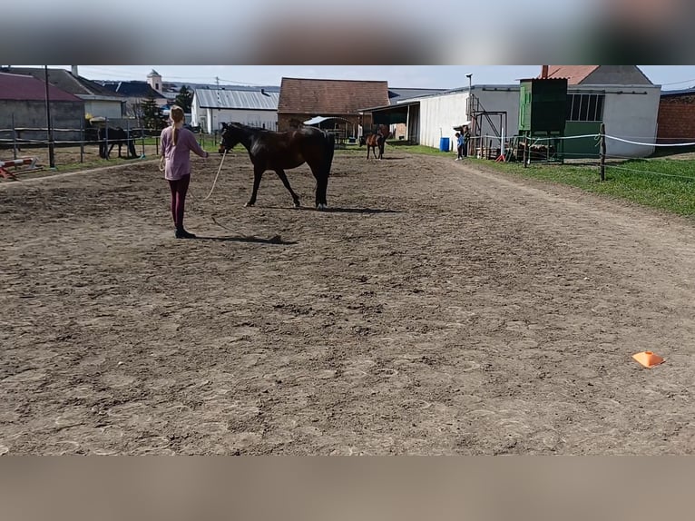 Other Warmbloods Mix Mare 3 years 15,1 hh Brown in Schrattenberg