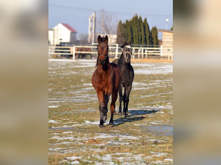 Other Warmbloods Mare 3 years 15,1 hh Grey-Blue-Tan in SkibinRa
