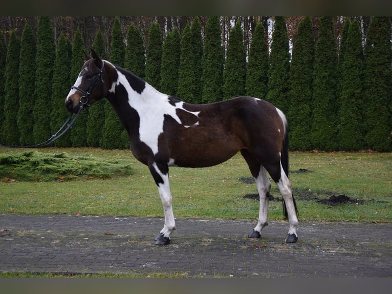 Other Warmbloods Mare 3 years 15,1 hh Pinto in Che&#x142;mno