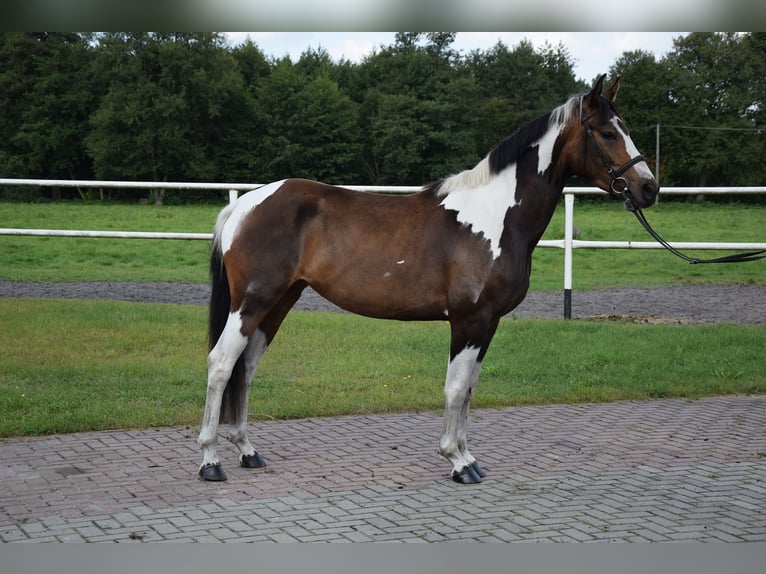 Other Warmbloods Mare 3 years 15,1 hh Pinto in Che&#x142;mno