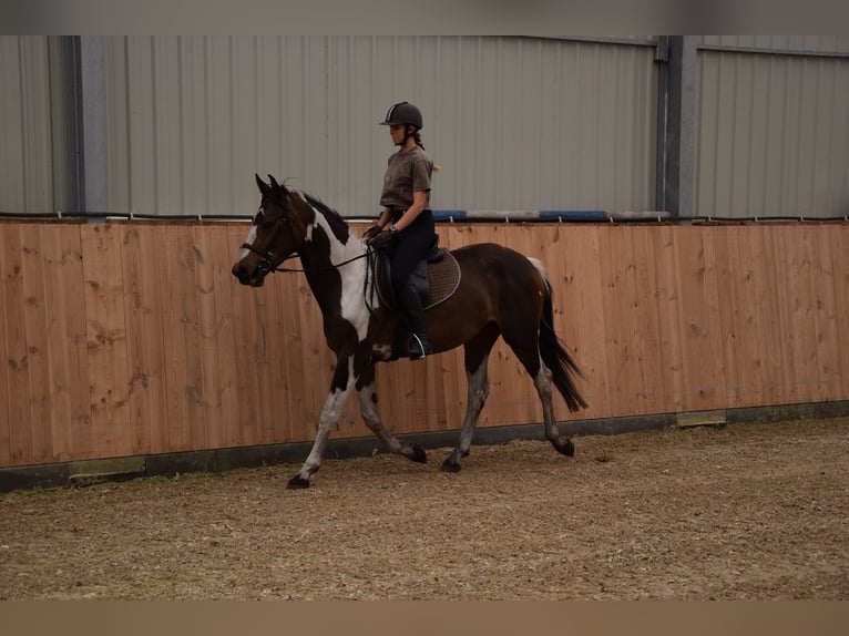 Other Warmbloods Mare 3 years 15,1 hh Pinto in Che&#x142;mno