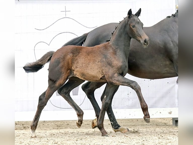 Other Warmbloods Mare 3 years 15,3 hh Black in Mechernich