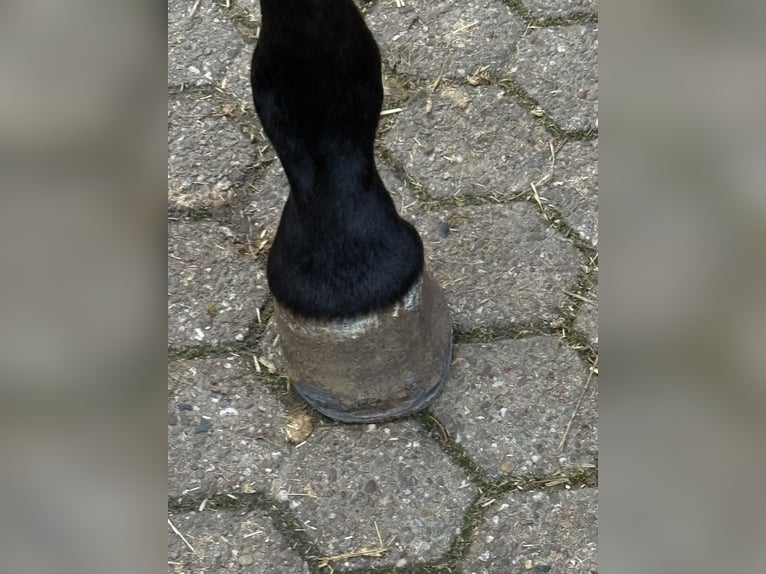 Other Warmbloods Mare 3 years 15,3 hh Black in Mechernich