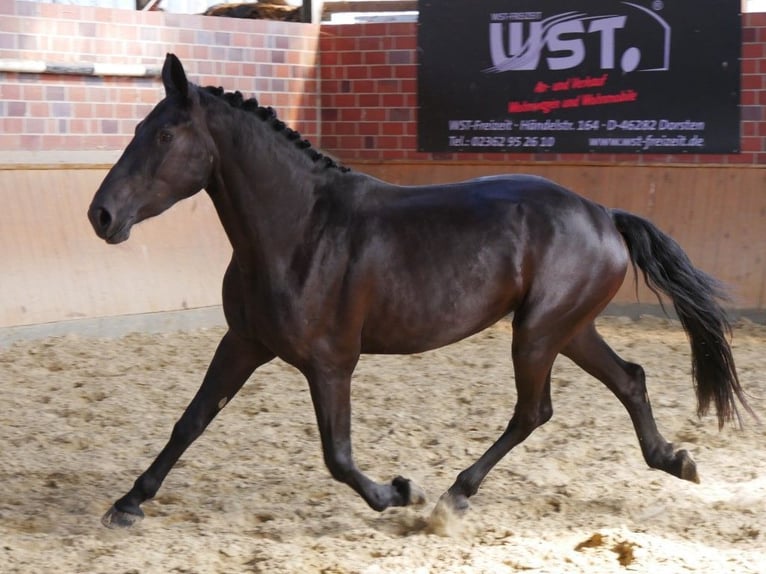 Other Warmbloods Mix Mare 3 years 16,1 hh in Dorsten