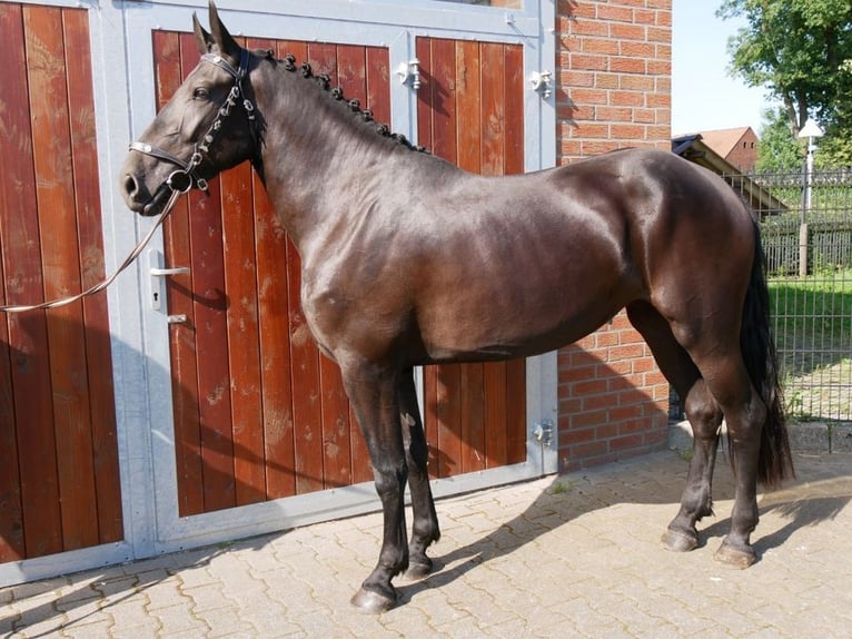 Other Warmbloods Mix Mare 3 years 16,1 hh in Dorsten