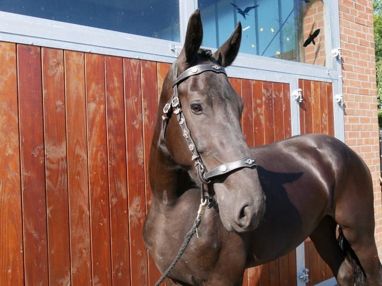 Other Warmbloods Mix Mare 3 years 16,1 hh in Dorsten