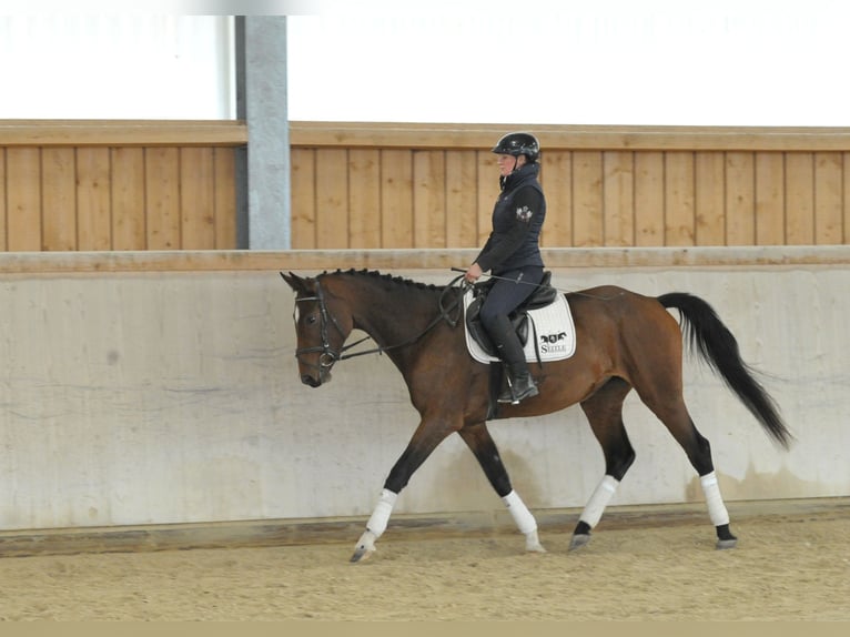 Other Warmbloods Mare 3 years 16 hh Brown in Wellheim Other Warmbloods Mare 3 years 16 hh Brown in Wellheim