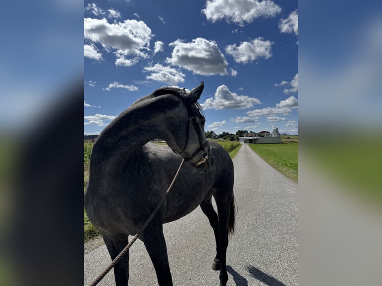 Other Warmbloods Mare 3 years 16 hh Grey-Dapple in Geras