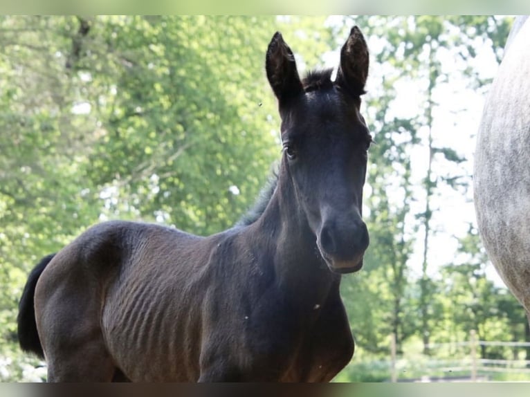Other Warmbloods Mare 3 years 16 hh Grey-Dapple in Geras