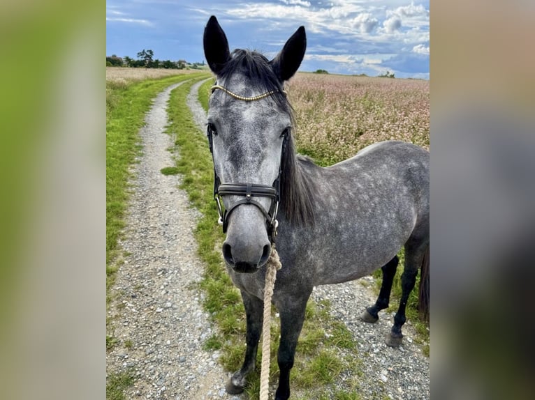 Other Warmbloods Mare 3 years 16 hh Grey-Dapple in Geras