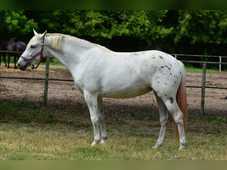 Other Warmbloods Mare 3 years 16 hh Leopard-Piebald in Siedleczek