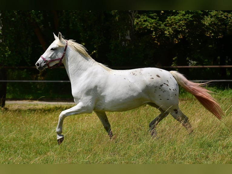 Other Warmbloods Mare 3 years 16 hh Leopard-Piebald in Siedleczek