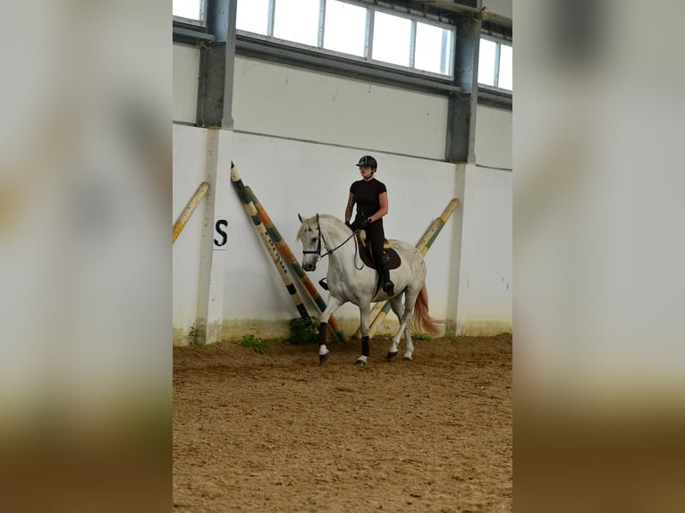 Other Warmbloods Mare 3 years 16 hh Leopard-Piebald in Siedleczek