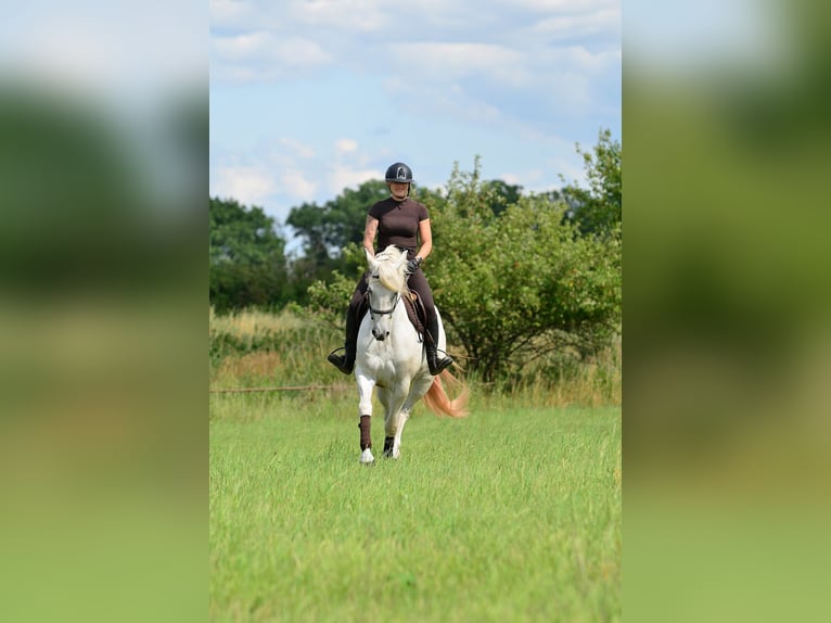 Other Warmbloods Mare 3 years 16 hh Leopard-Piebald in Siedleczek