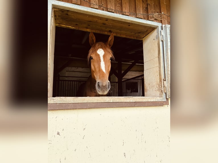 Other Warmbloods Mare 3 years 16,1 hh Chestnut-Red in V&#xF6;lkermarkt