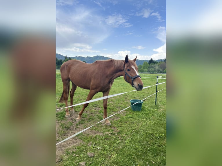Other Warmbloods Mare 3 years 16,1 hh Chestnut-Red in V&#xF6;lkermarkt