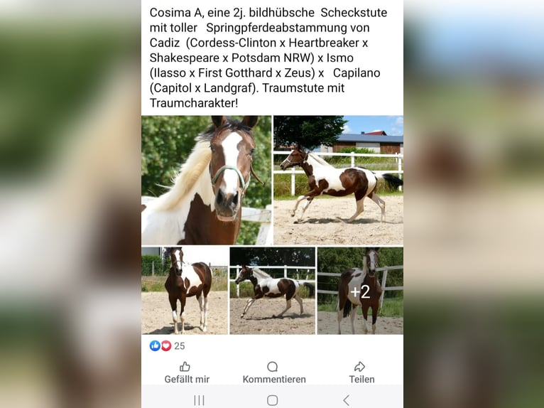 Other Warmbloods Mare 3 years 16,2 hh Pinto in Lauterhofen