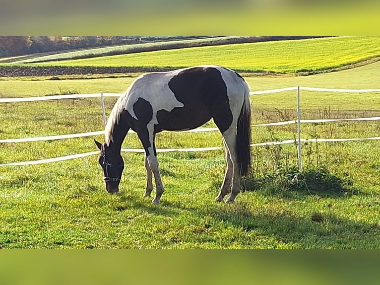 Other Warmbloods Mare 3 years 16,2 hh Pinto in Lauterhofen